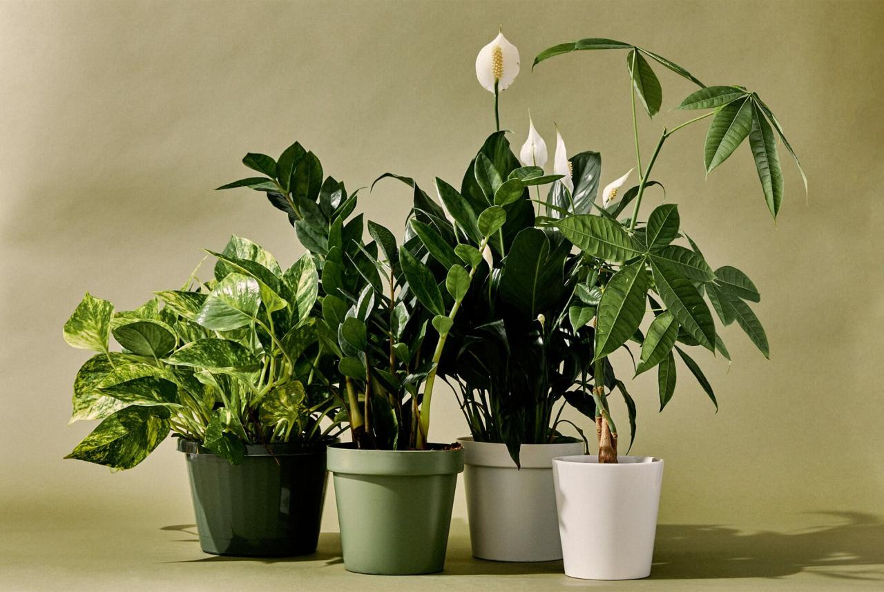 The Top 10 Large Indoor Plants for Your Bedroom