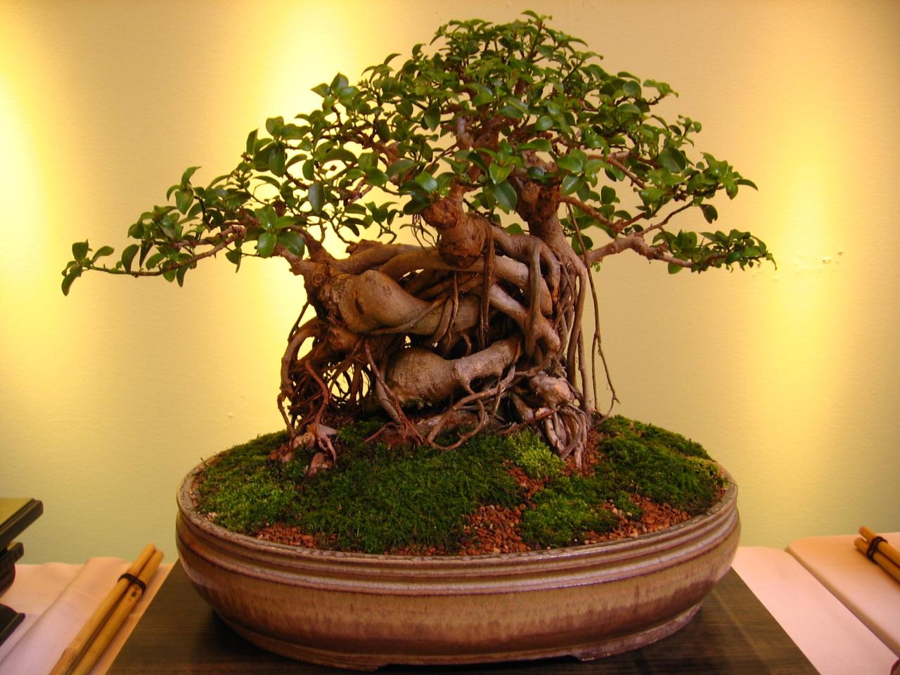 How To Grow Juniper Bonsai From Seed