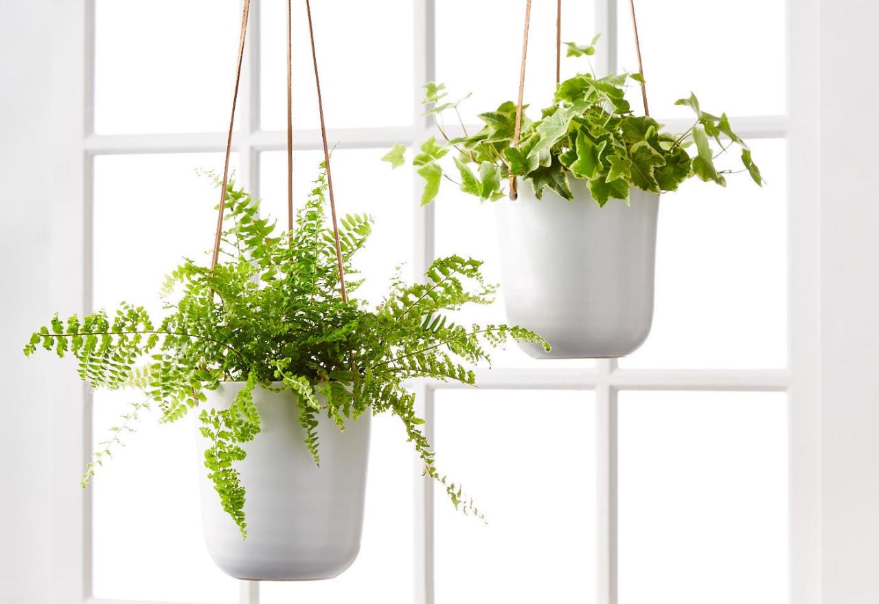 How to Care for Hanging Plants Year-Round