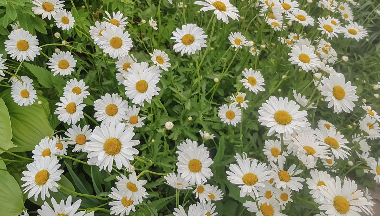 How to Grow a Chamomile Lawn in a Raised Bed