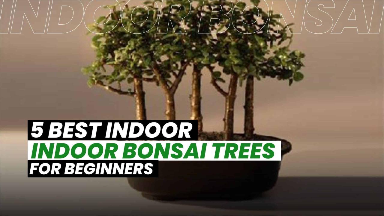 Top Tips For Keeping Your Bonsai Healthy