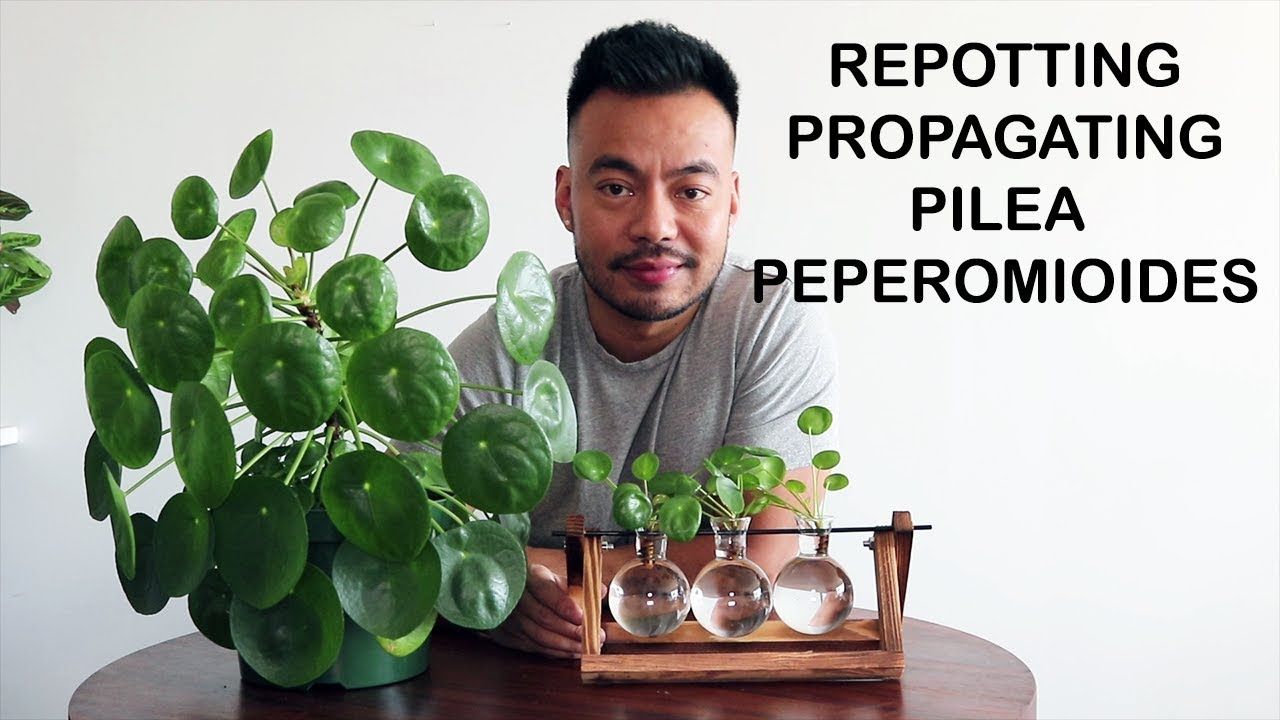 Master the Art: How To Propagate Pilea Like a Pro!