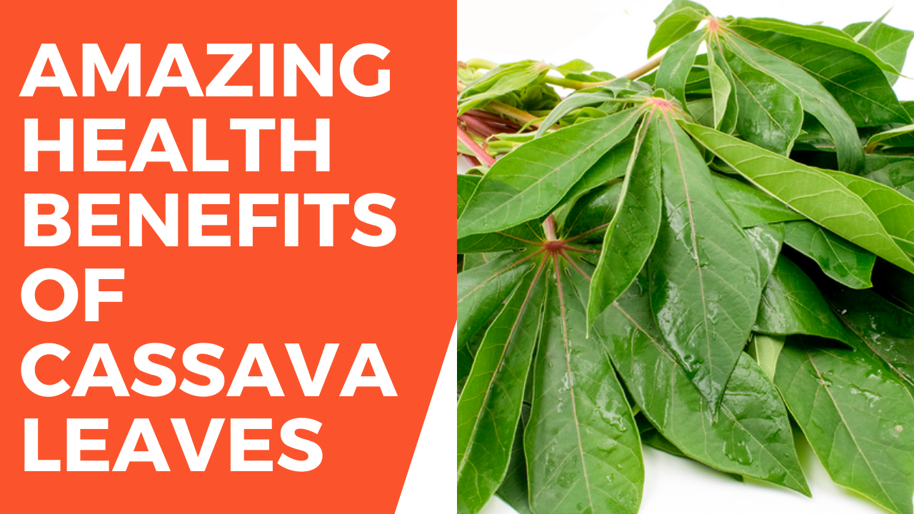 Discover How to Utilize Cassava Leaf for Maximum Health Benefits: Tips for Cooking and Growth