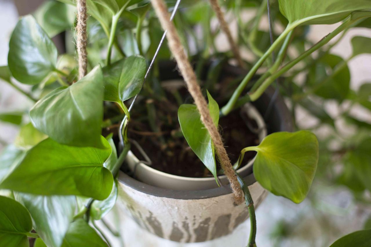 How to Prevent Pests in Hanging Plants