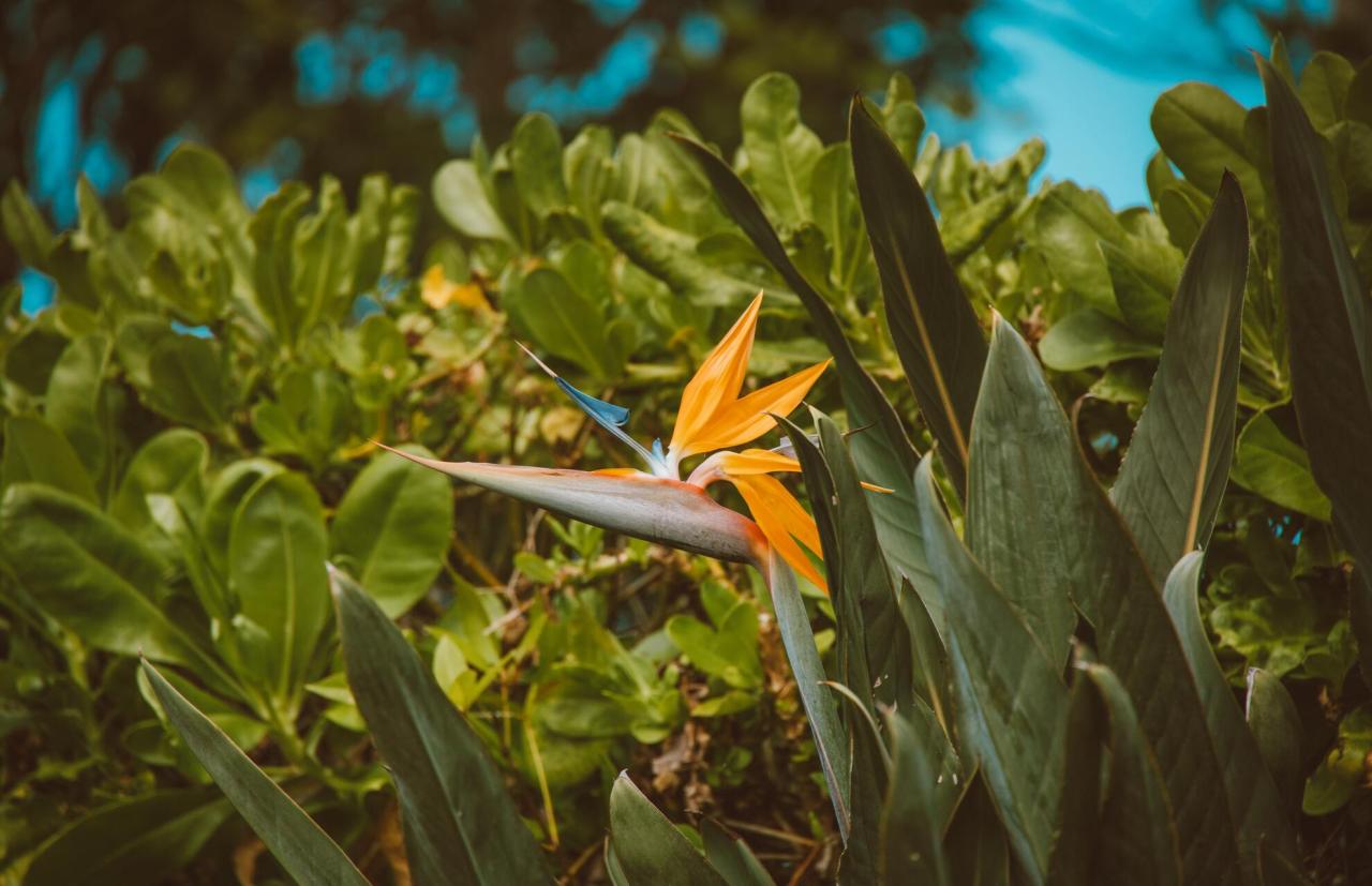 How To Propagate Birds Of Paradise: Tips for a Beautifully Exotic Garden