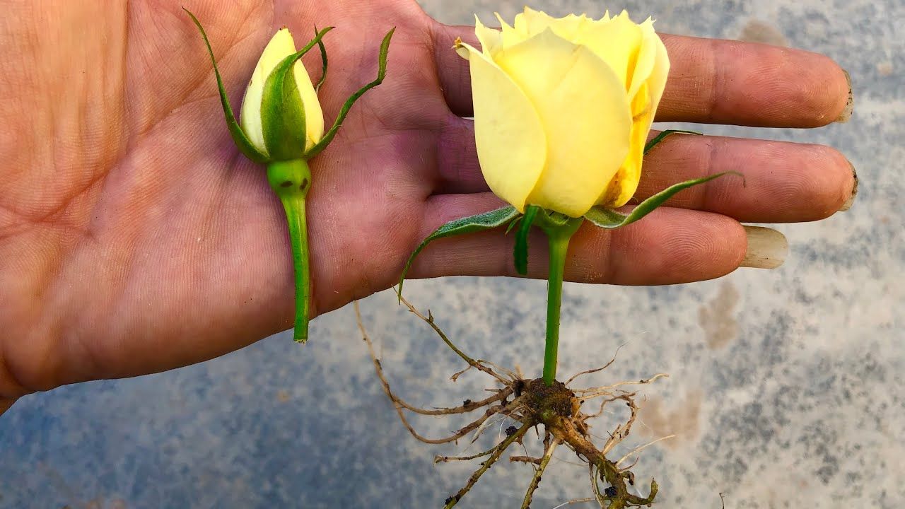 How To Propagate Roses From Cuttings: The Best Tips for Gorgeous, Thriving Blooms