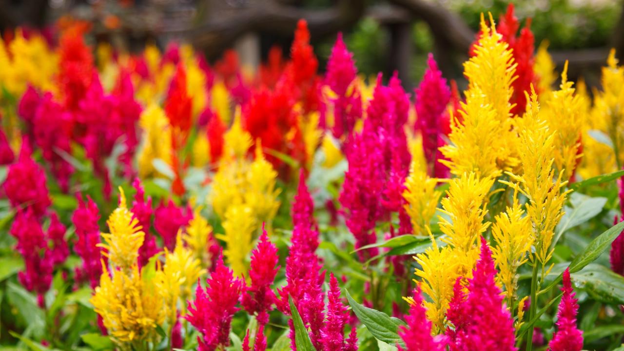 The Best Fertilizers For Celosia Plant Care