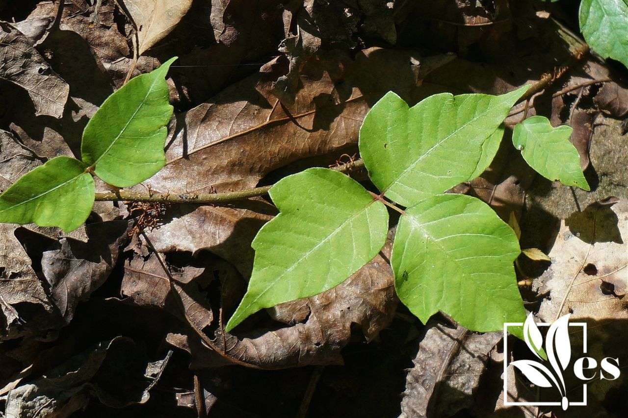 How to Safely Kill Poison Ivy Without Removing Other Vegetation