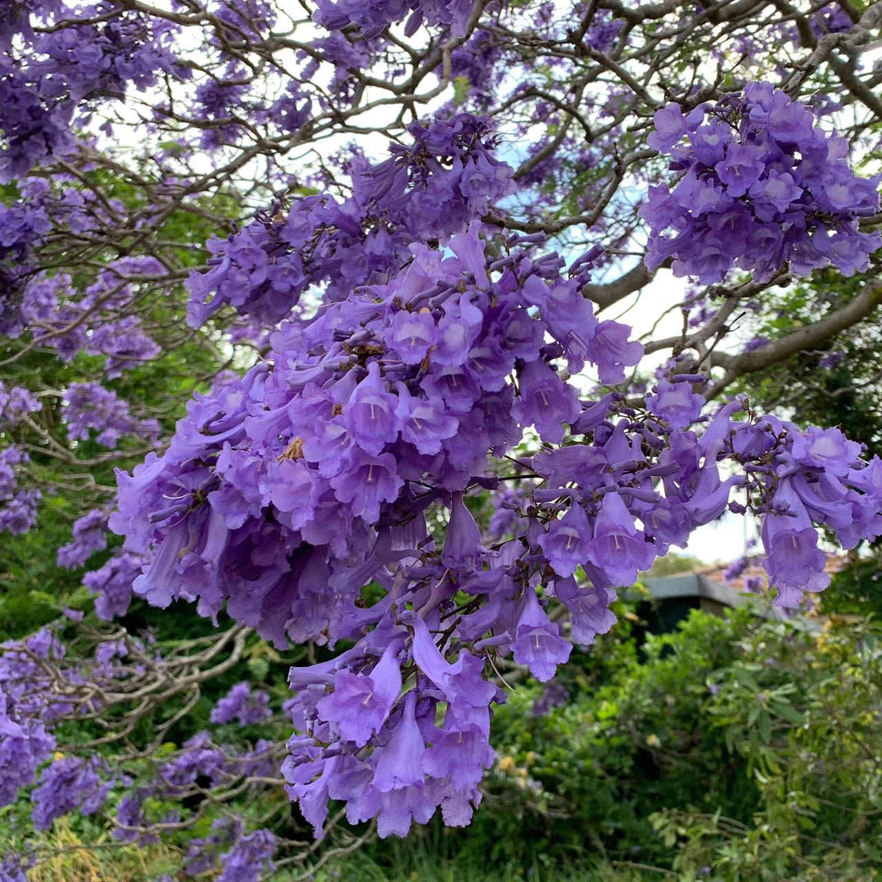 Jacaranda Tree Magic: How to Cultivate This Stunning Tree for Maximum Garden Impact