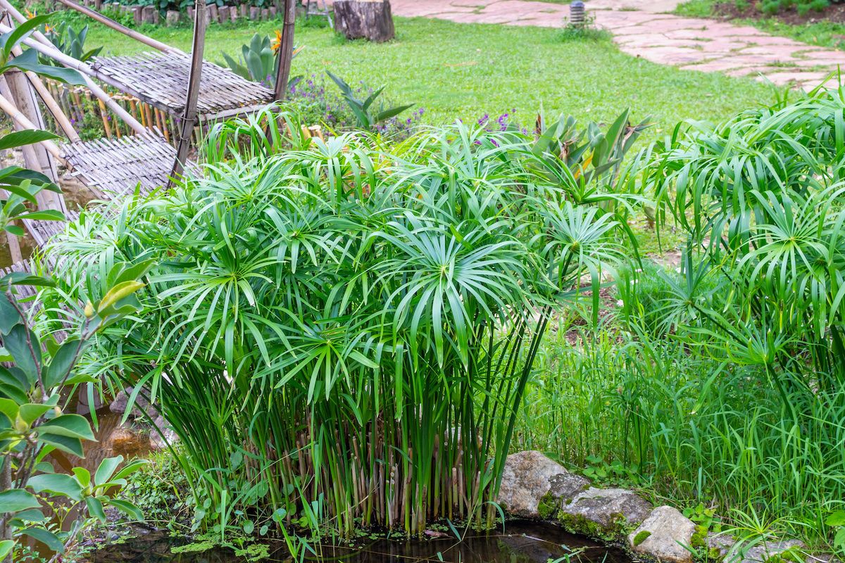 The Best Practices for Cultivating Papyrus Plant: Tips for a Beautiful Garden Feature