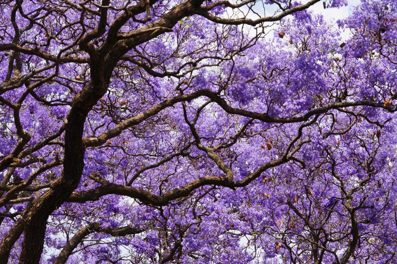 Jacaranda Tree Magic: How to Cultivate This Stunning Tree for Maximum Garden Impact