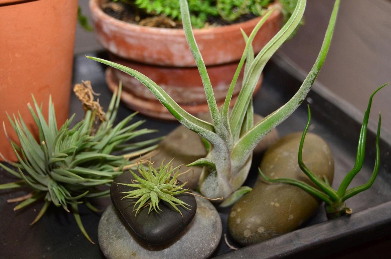 How to Water Air Plants in a Minimalist Home