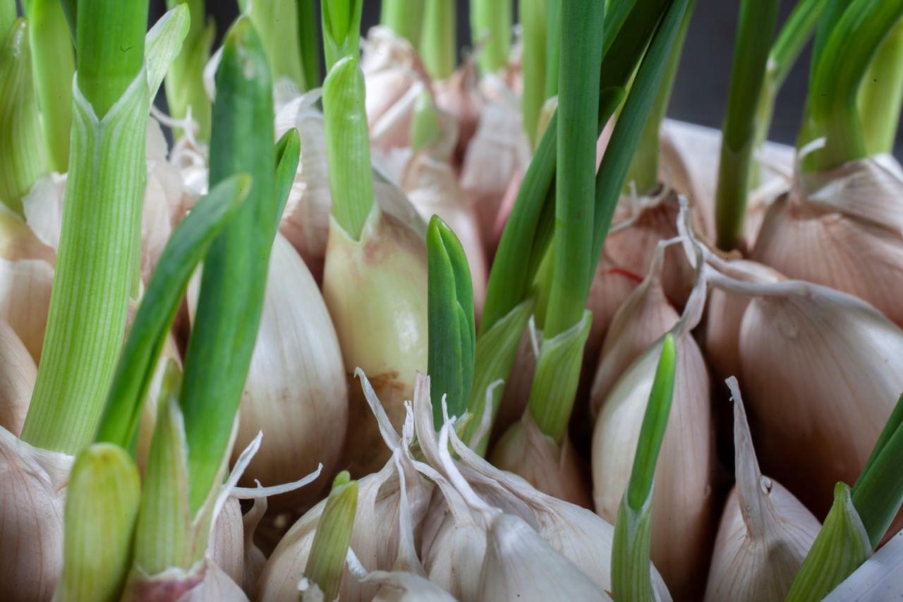 How To Propagate Garlic: Essential Tips for Thriving Bulbs