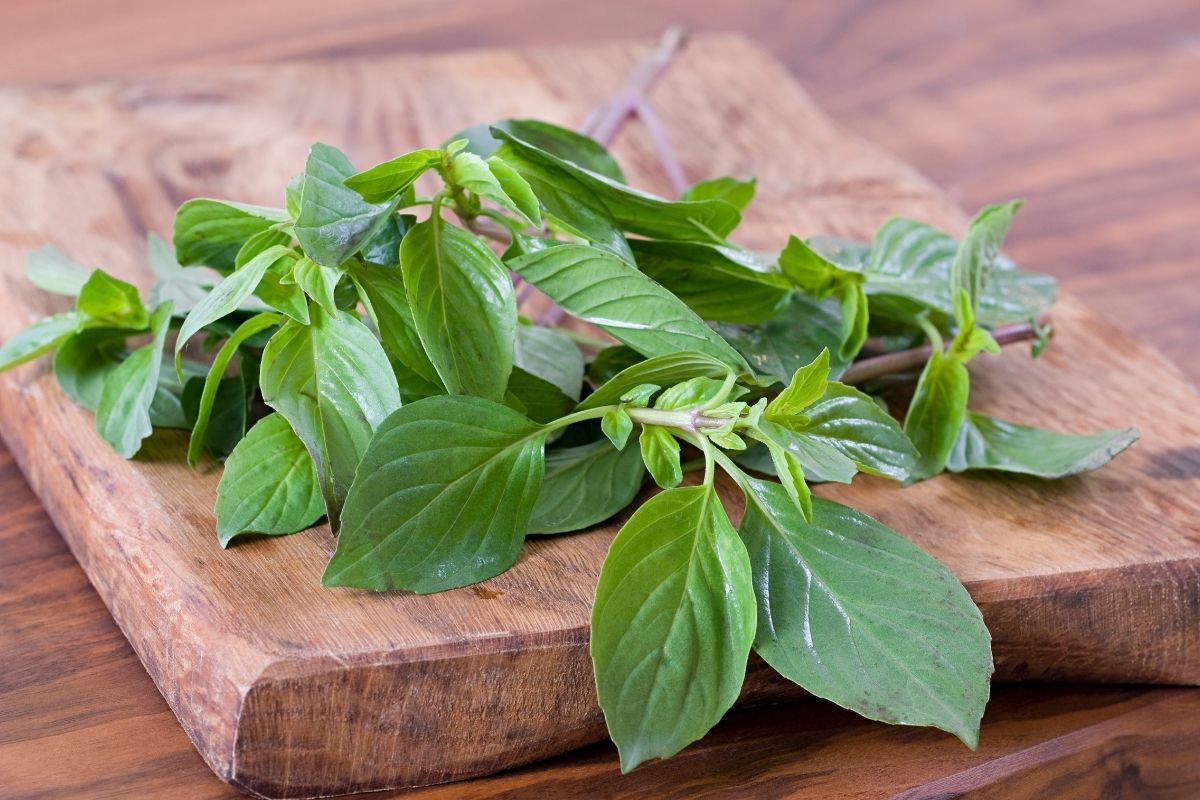 The Ultimate Bay Leaf Substitute Guide for Better Flavor in Your Dishes