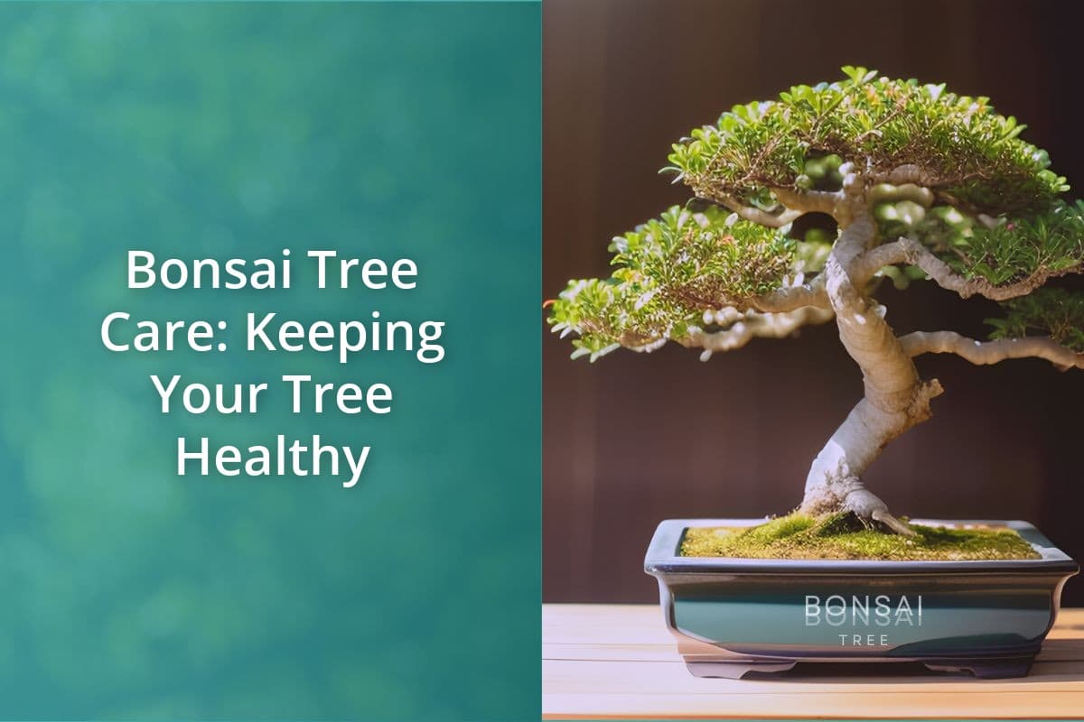 How To Keep Your Bonsai Tree Healthy