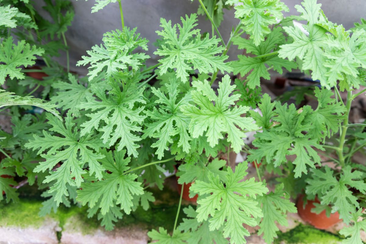 Citronella Plant Benefits and Uses: How to Grow and Use This Powerful Herb