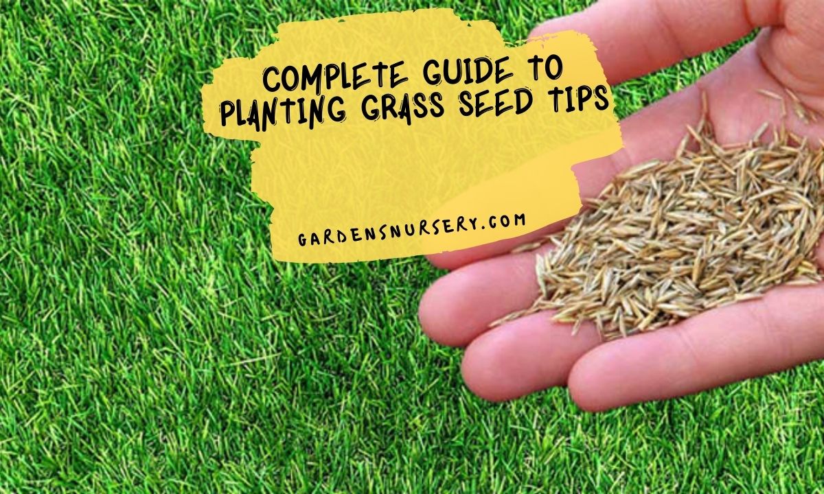 The Top Tips for Choosing the Right Time to Sow Grass Seed in the UK