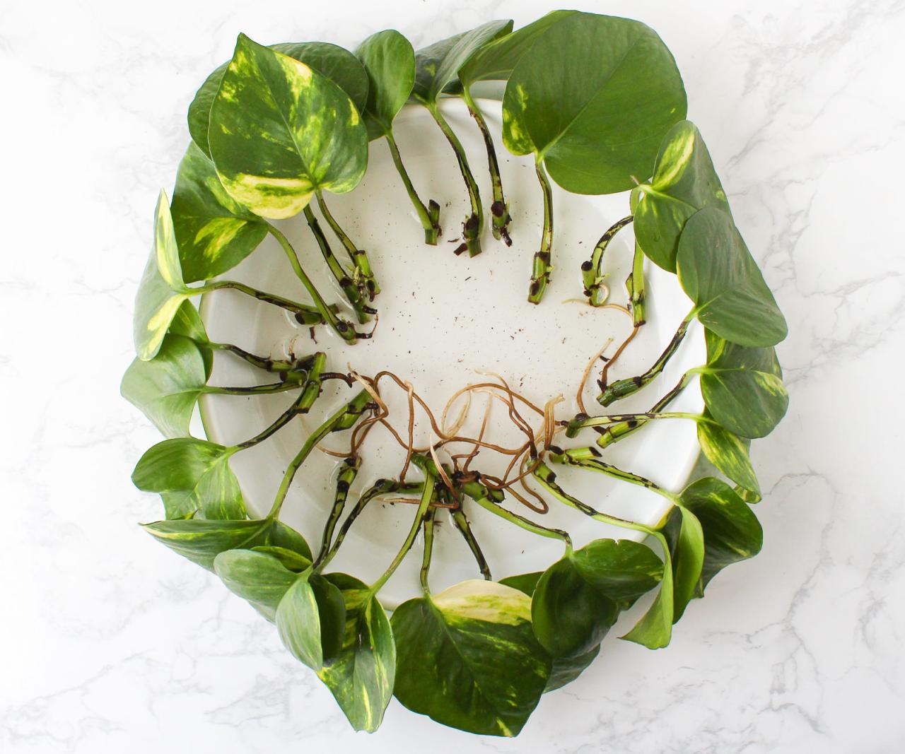 The Best Methods for Propagating Pothos in Soil for Lush Growth!