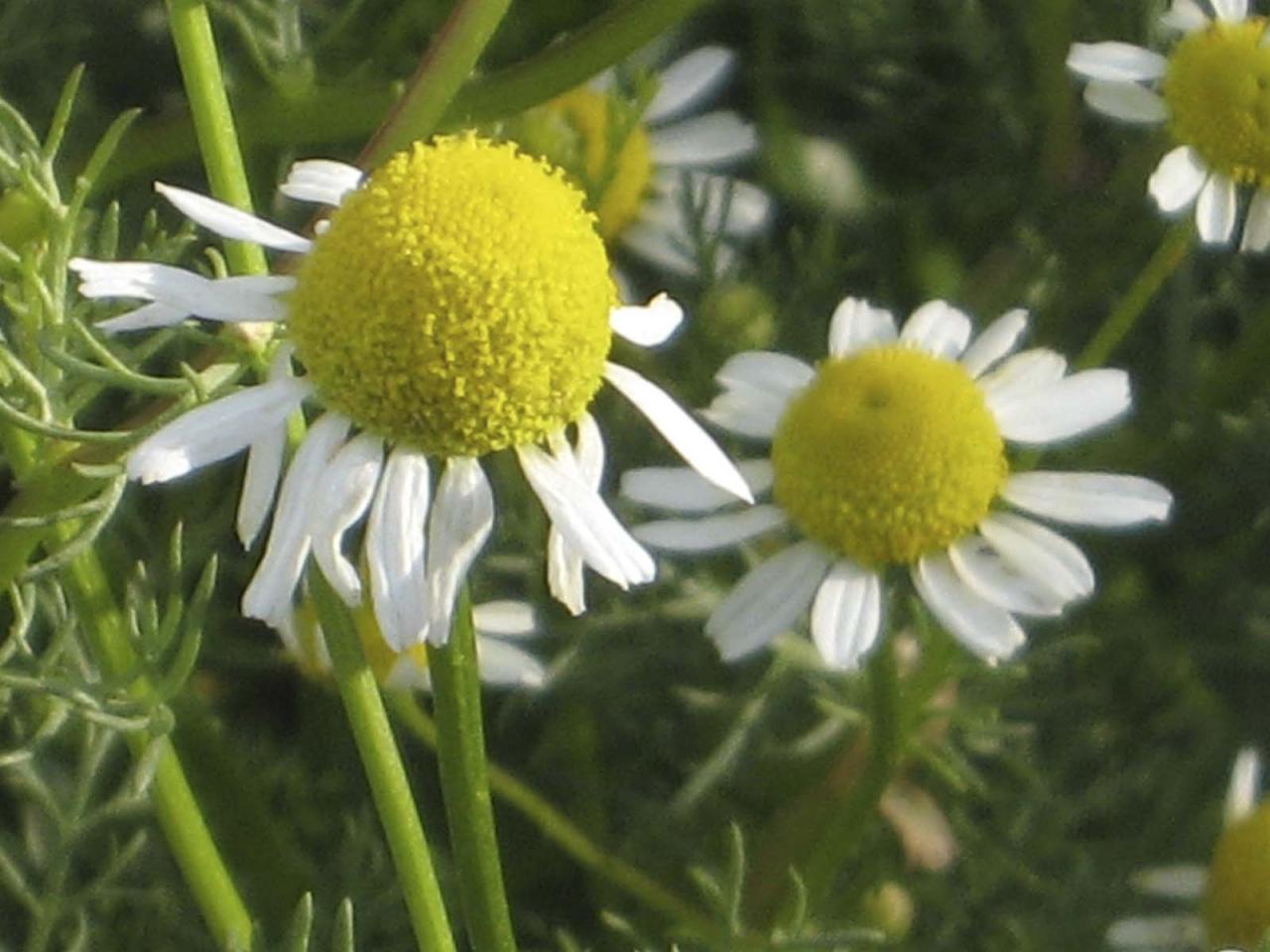 How to Grow a Chamomile Lawn in a Raised Bed