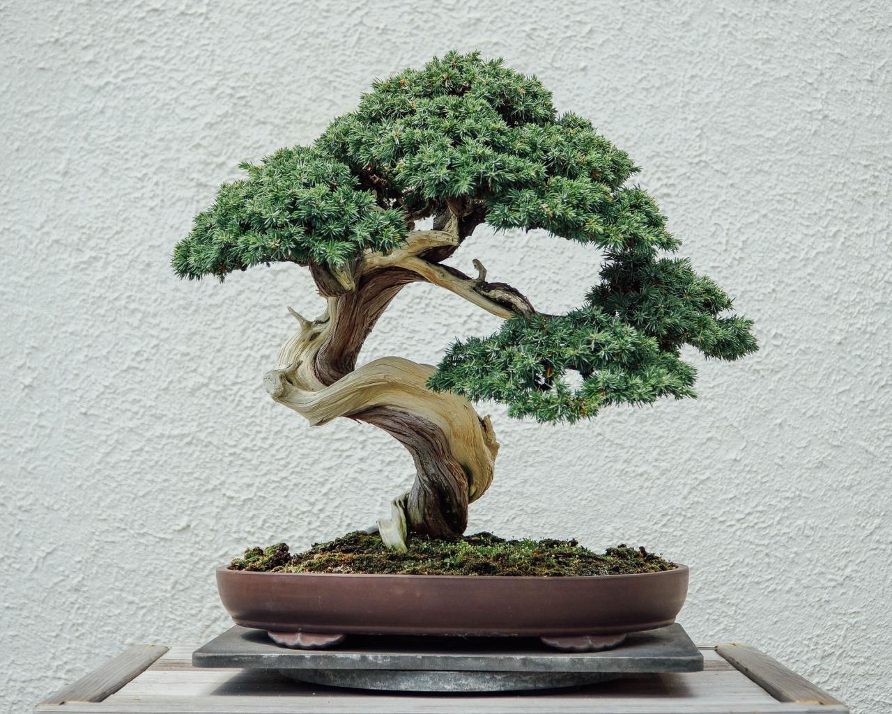 Bonsai ficus care ginseng pruning retusa types trunk bonsais judas poda slightly plantedwell