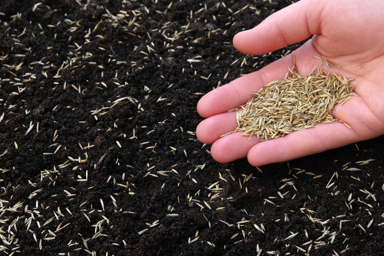 When to Sow Grass Seed for a Beautiful Lawn: Essential Timing Tips