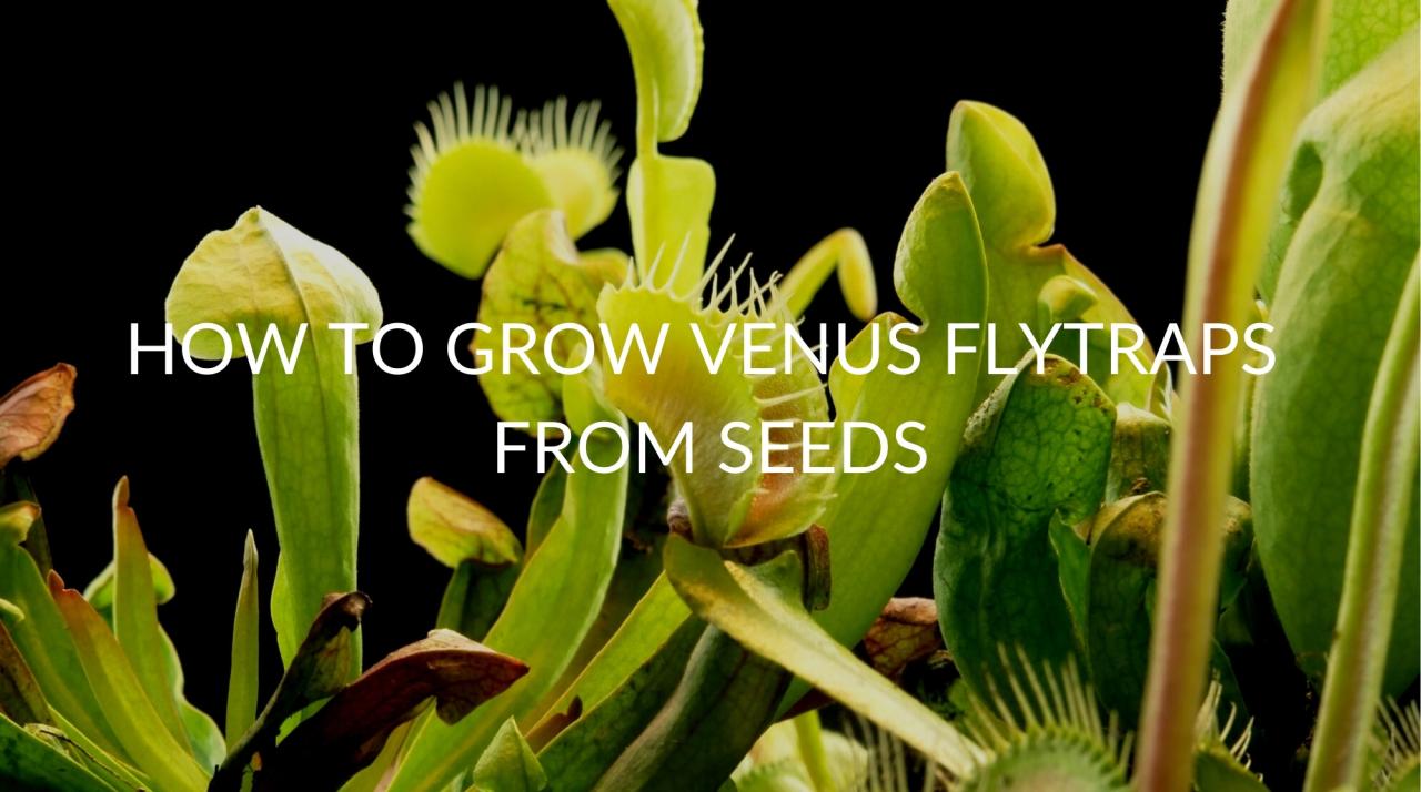 Why Propagating Venus Fly Traps Can Save You Money on Plants