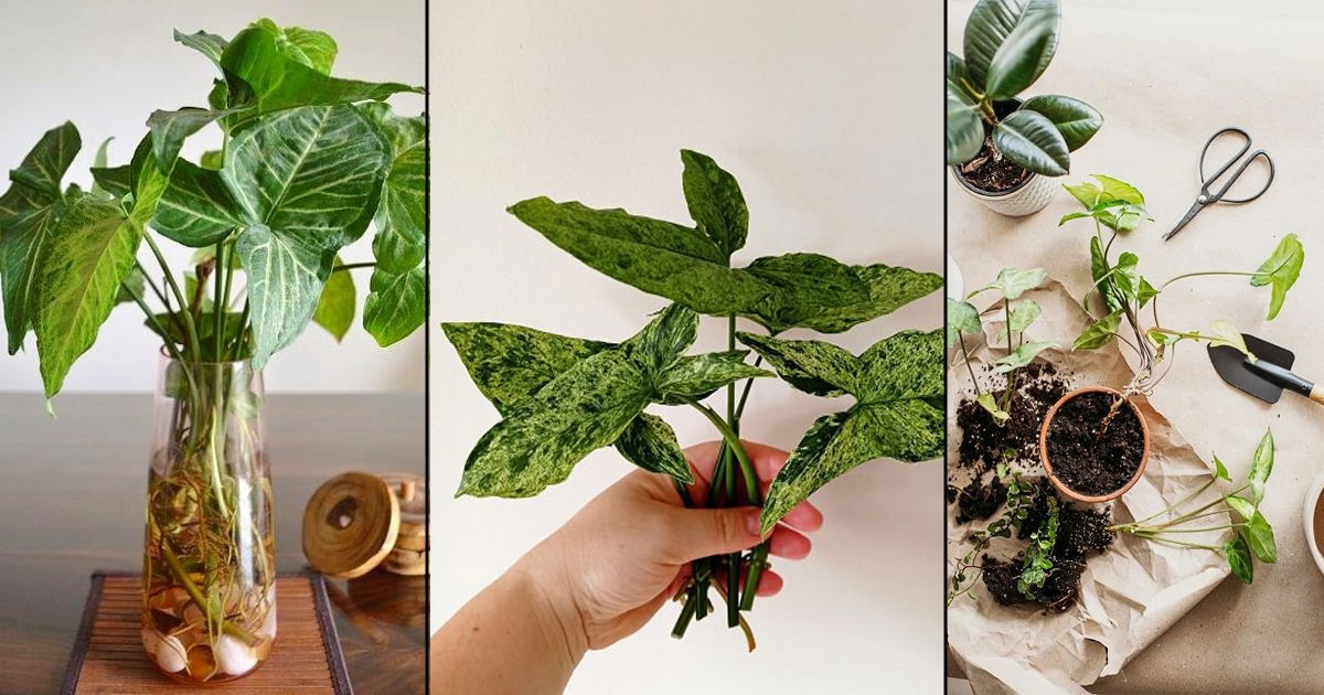 How To Propagate Syngonium: Essential Tips for a Thriving Plant Collection