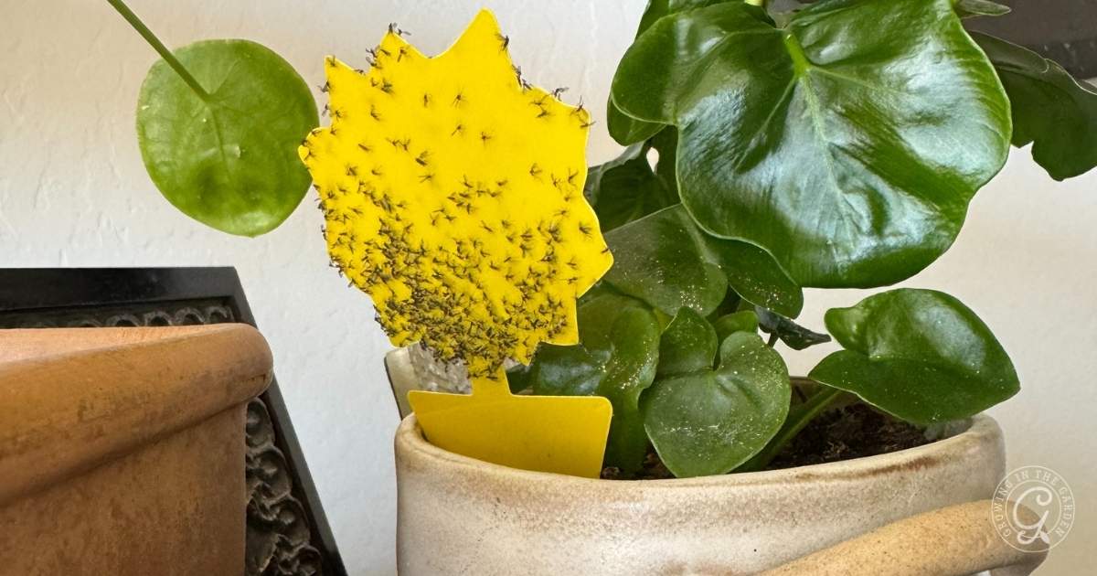 How to Use Vinegar to Get Rid of Gnats in Plants