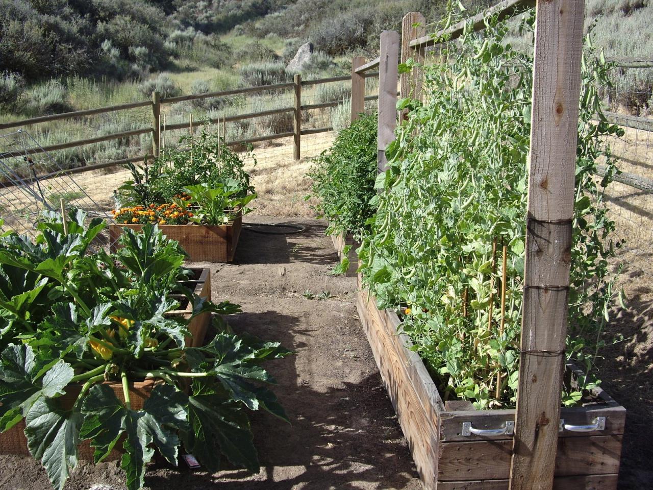 The Struggles of Growing Certain Vegetables in Raised Beds