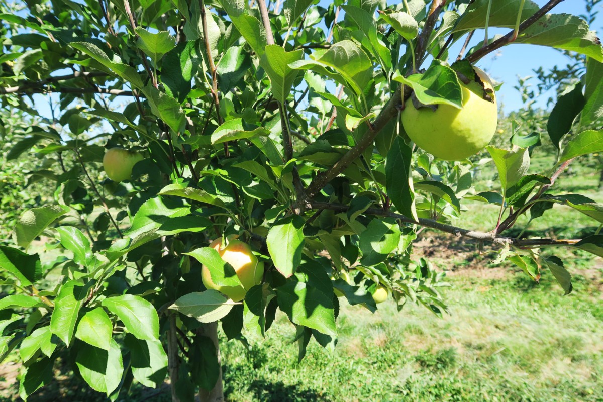 Secrets to Harvesting Perfect Apples at Harvest Moon Farm!