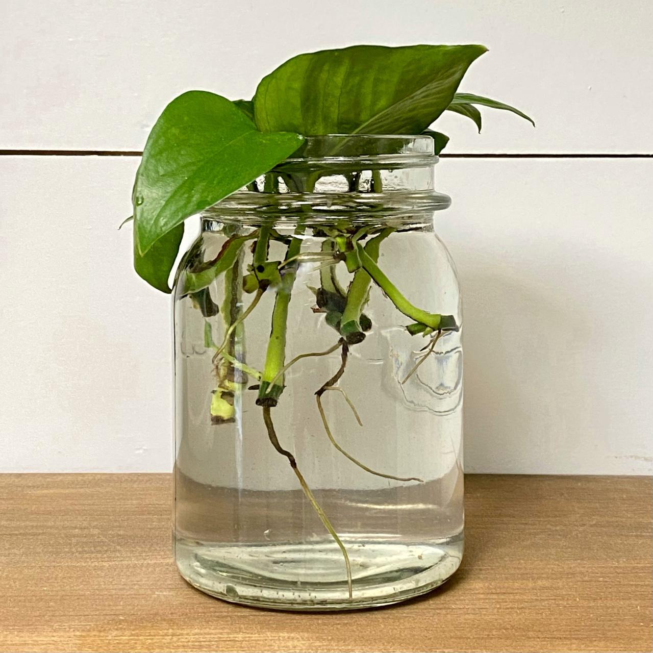 The Best Methods for Propagating Pothos in Soil for Lush Growth!