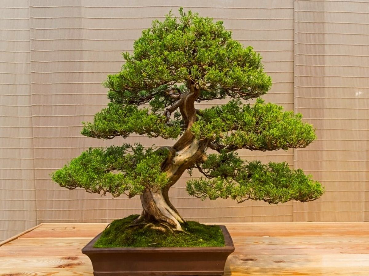 Bonsai Pot Designs: Choosing the Best for Indoor Trees