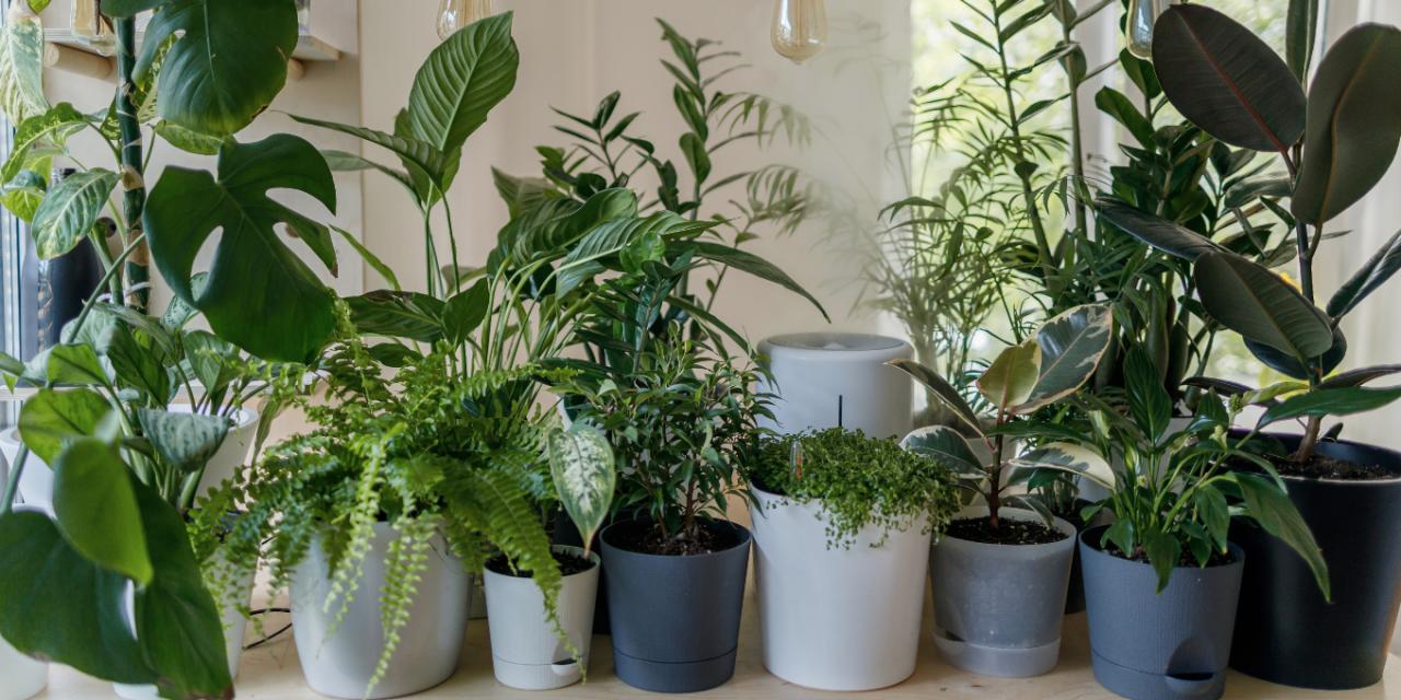 The Top 10 Large Indoor Plants for Your Bedroom