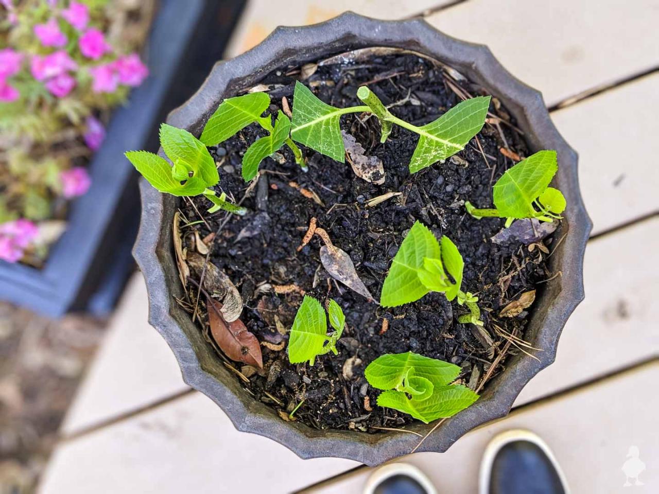 Why Propagate Hydrangeas In Water? Discover the Benefits and How-To!