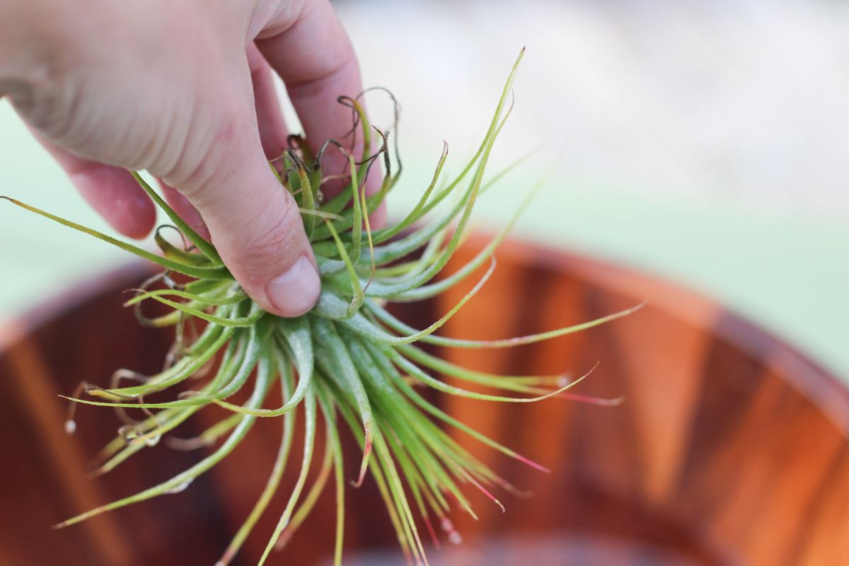 How to Keep Air Plants Hydrated Indoors