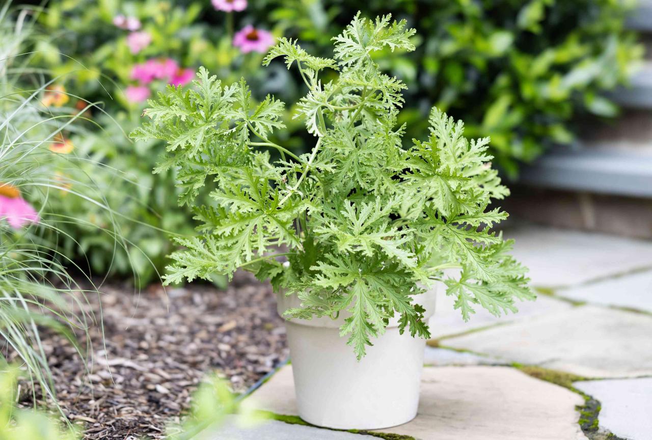 Citronella Plant Benefits and Uses: How to Grow and Use This Powerful Herb