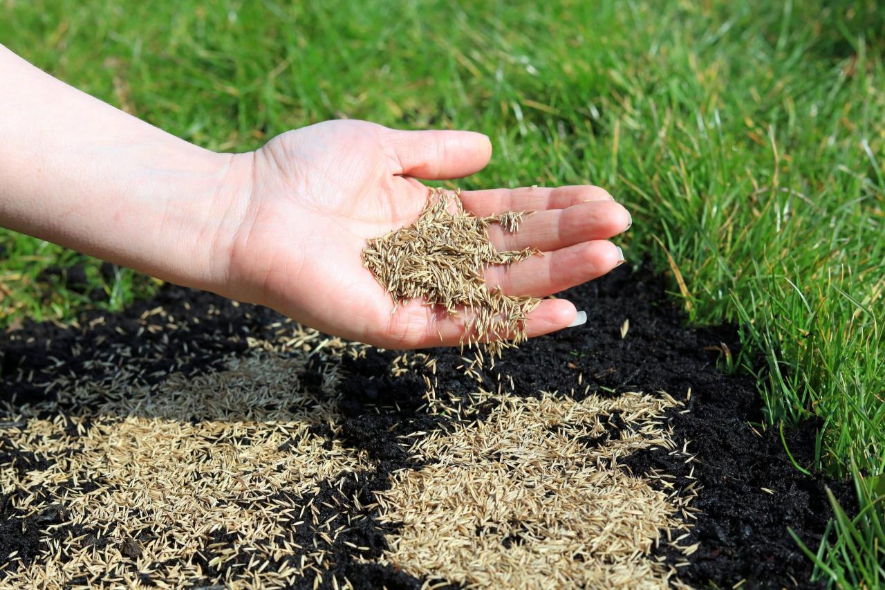 Can You Plant Grass Seed in September? Tips for a Successful Lawn