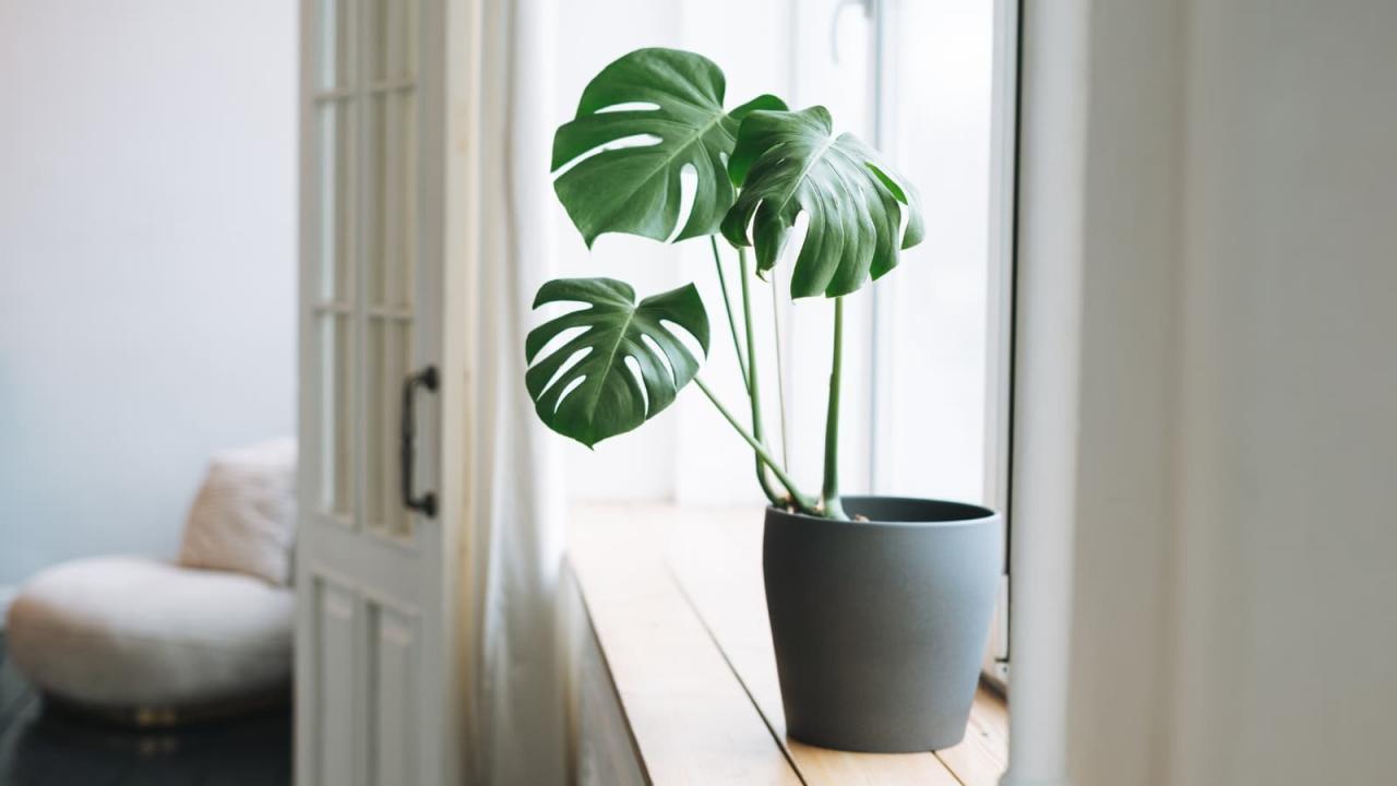 Beginner Houseplants That Are Perfect for Small Apartments