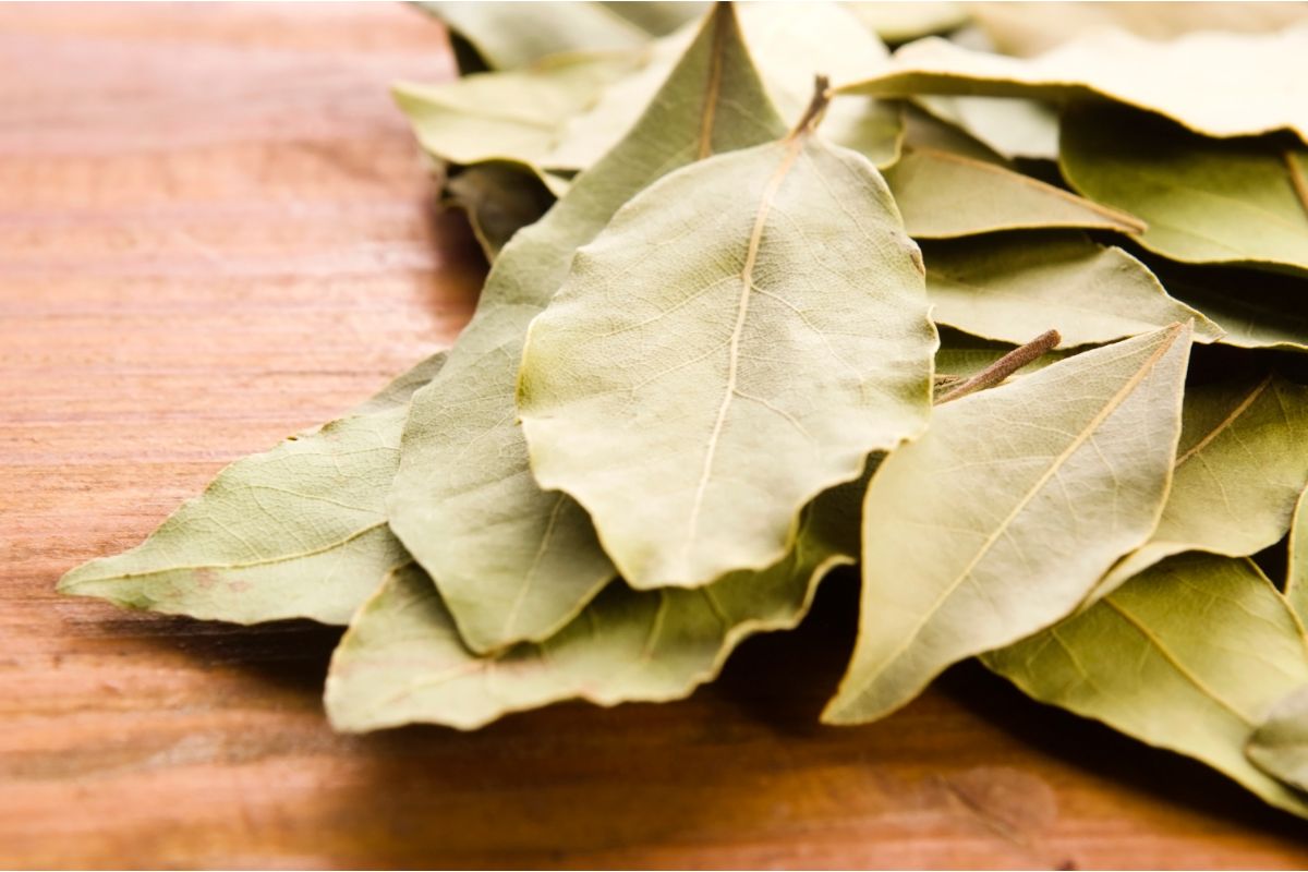 The Ultimate Bay Leaf Substitute Guide for Better Flavor in Your Dishes