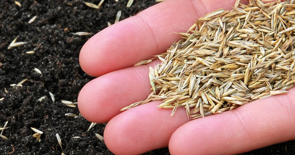 When to Sow Grass Seed in the UK: A Complete Guide for Lawn Success