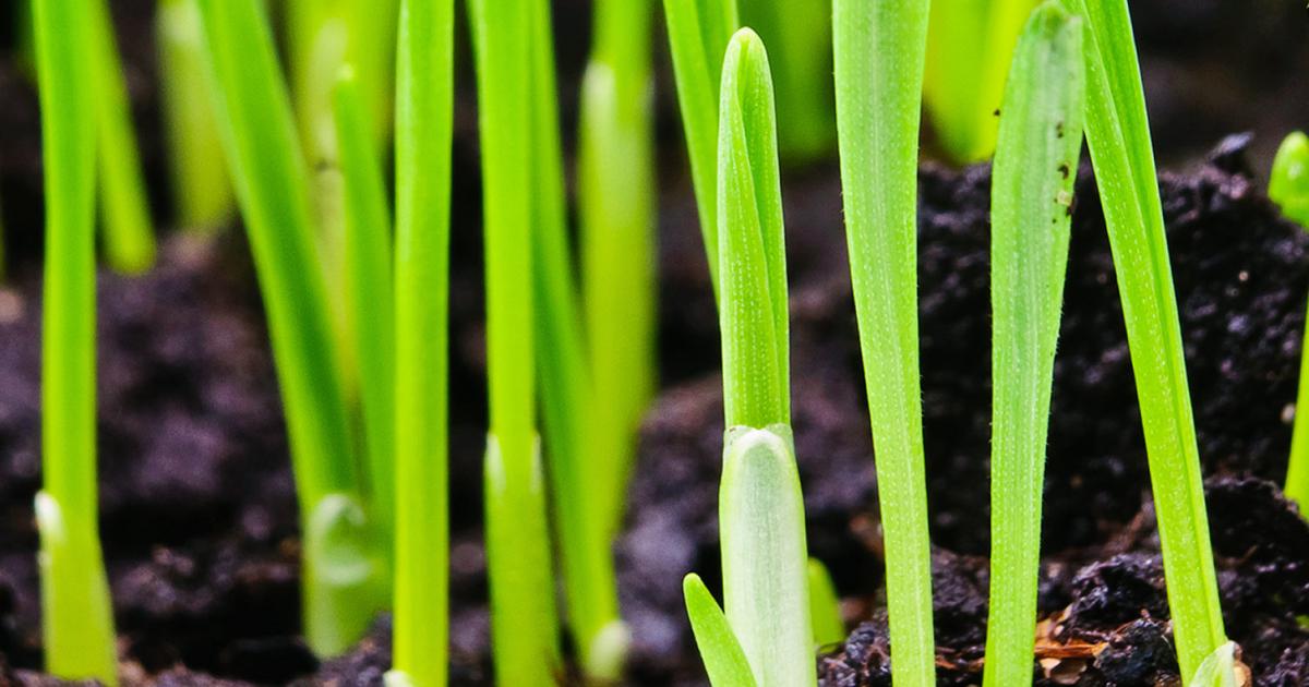 The Top Tips for Choosing the Right Time to Sow Grass Seed in the UK