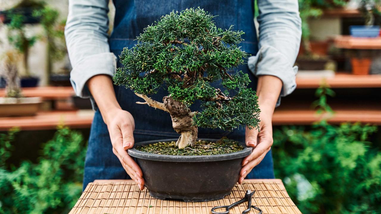 How To Care For A Bonsai Tree Year-Round