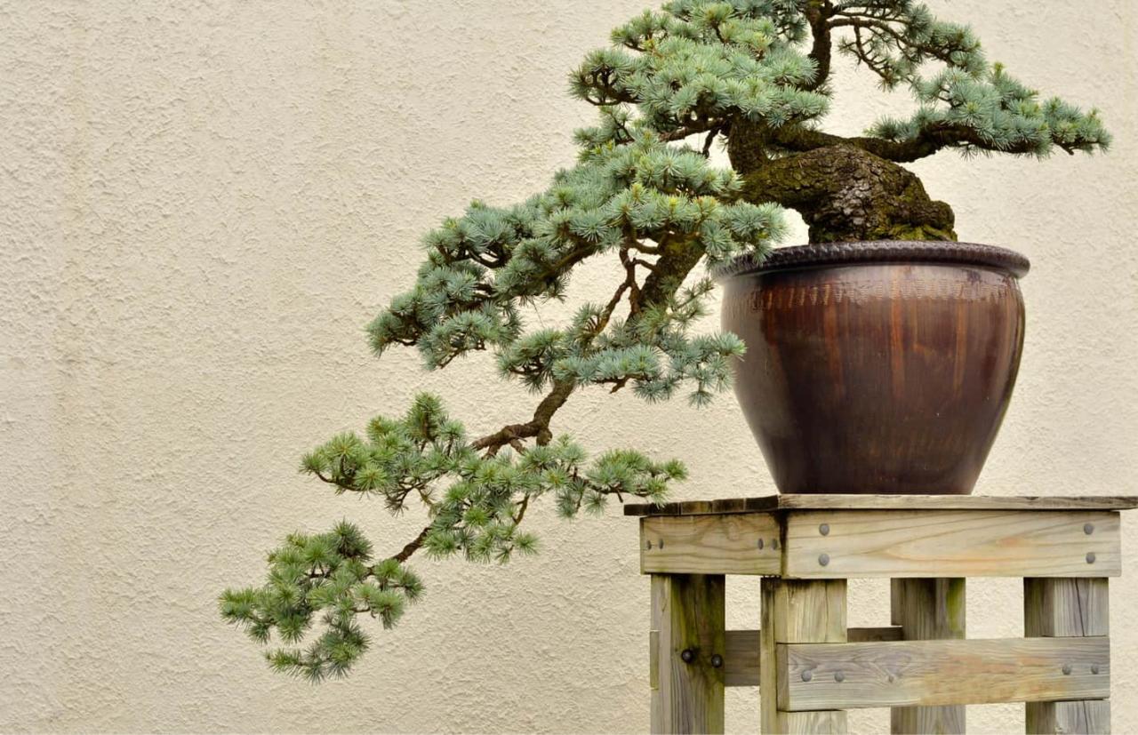 How to Choose the Right Bonsai Pot for Outdoor Growth