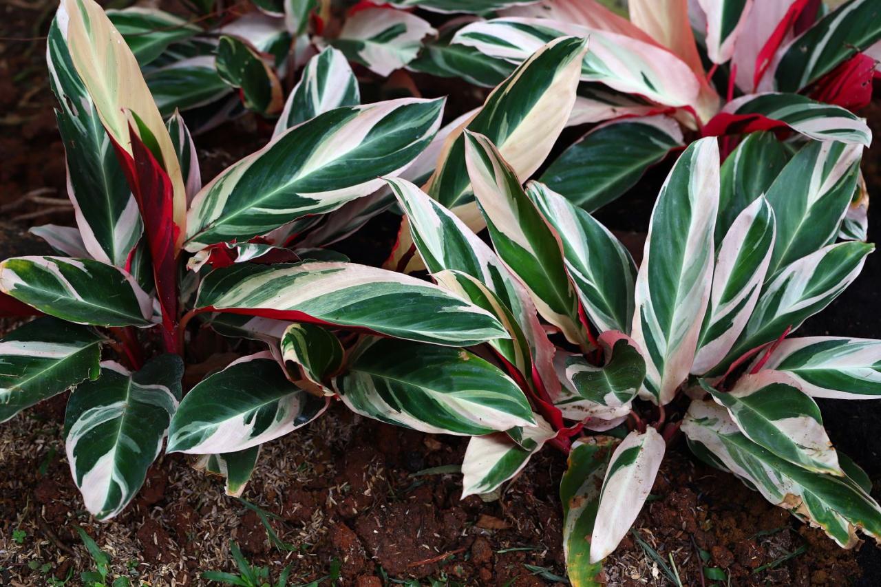 Step-by-Step Success: How To Propagate Calathea and Achieve Garden Glory!