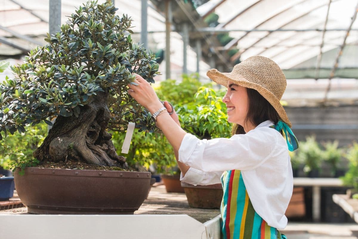 How To Properly Care For A Bonsai Tree