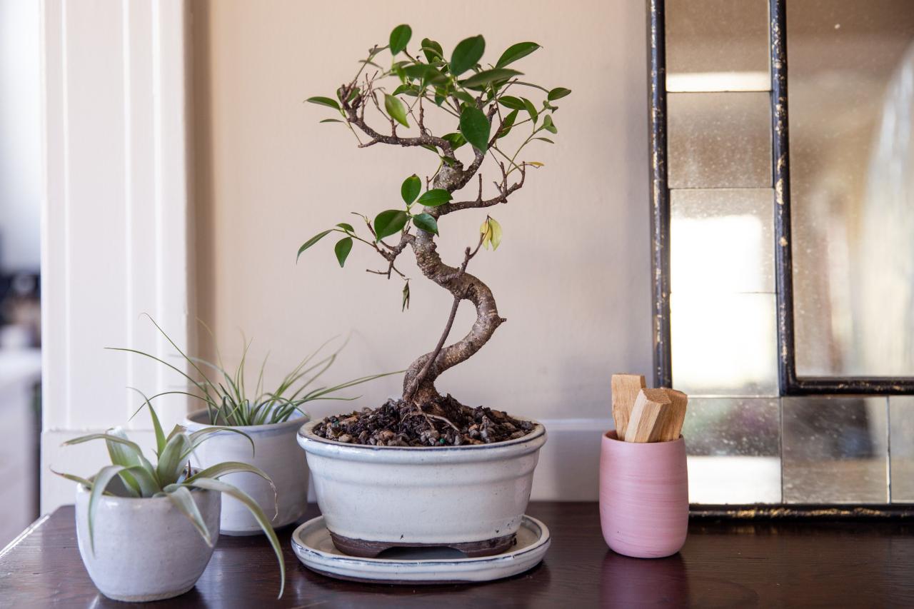 How To Care For A Bonsai Tree Year-Round