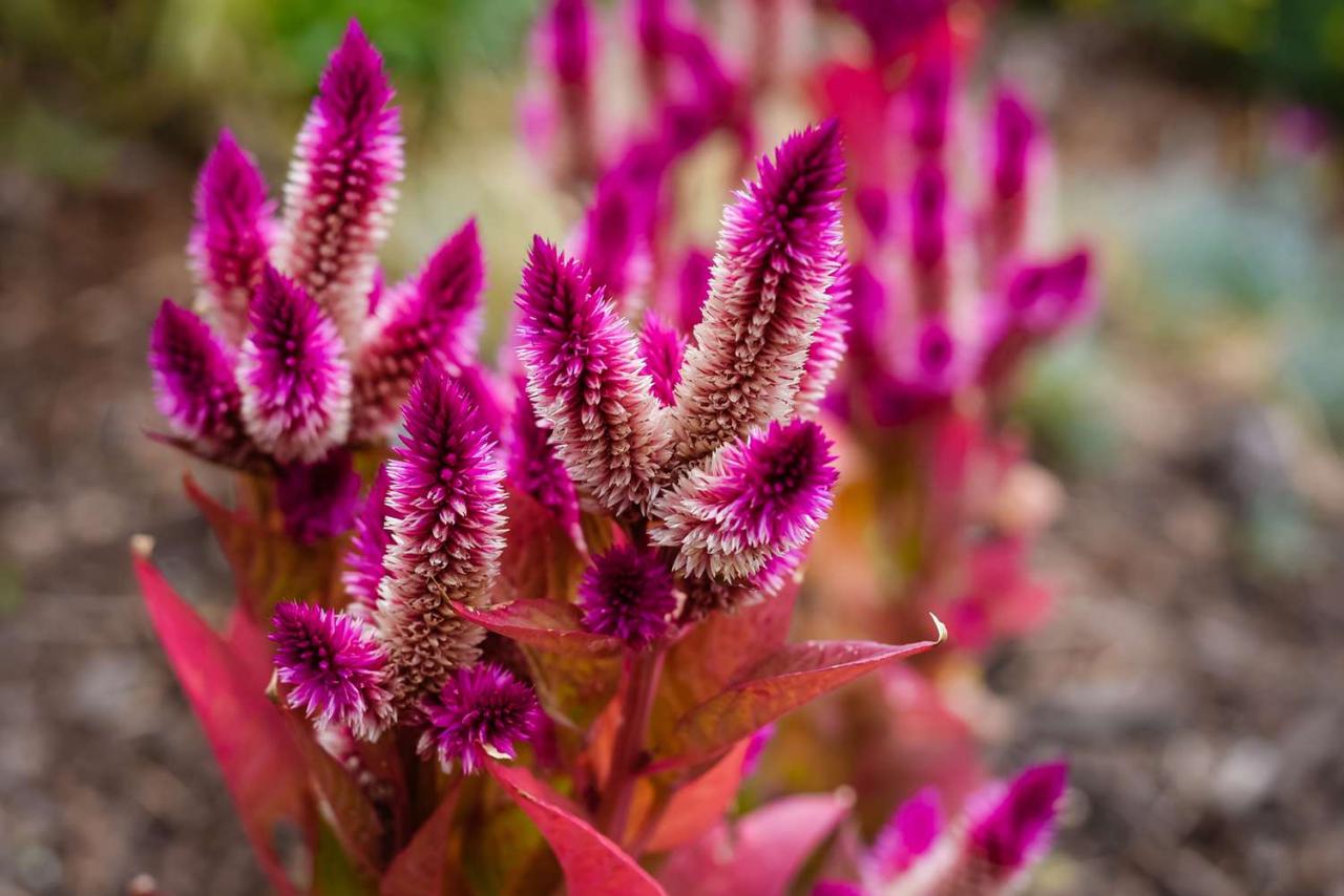 The Best Climate And Conditions For Growing Celosia