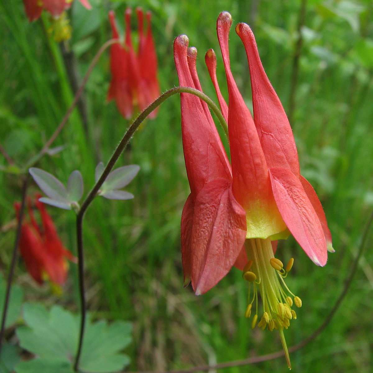 Columbine Plants: Expert Tips for Stunning Blooms