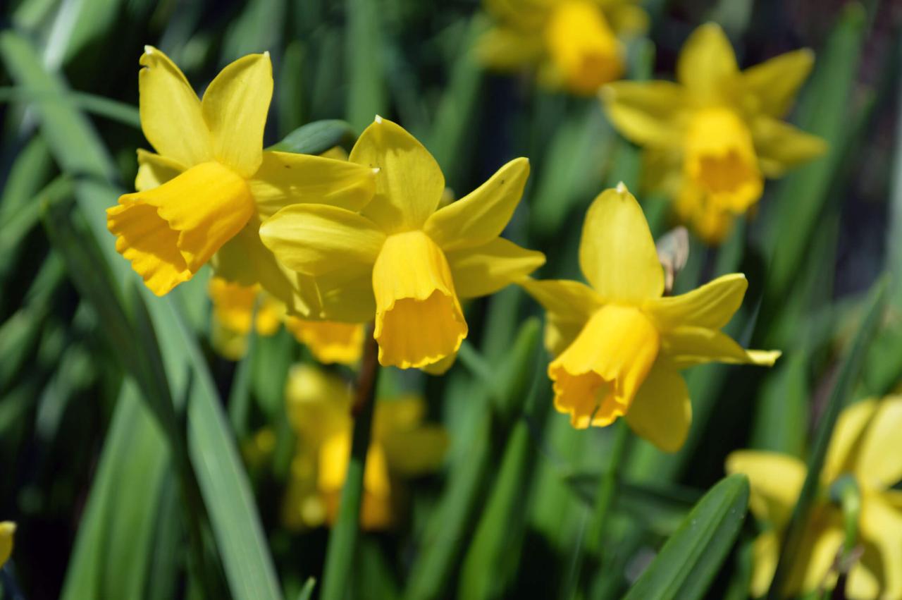 How To Plant Spring Flowering Bulbs In Fall Without Fuss