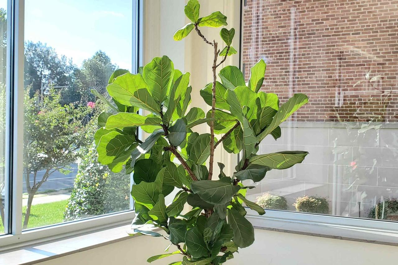 Top 5 Tips for Caring for an Arrowhead Plant Indoors